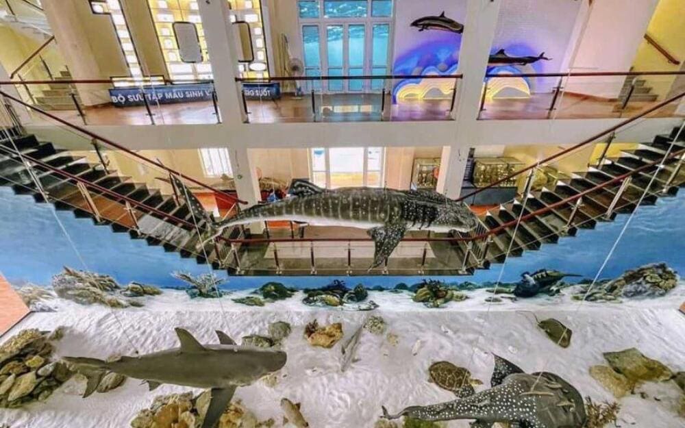 Du khách đang say mê xem các mẫu vật sinh vật biển được bảo quản và trưng bày. (Nguồn Internet)